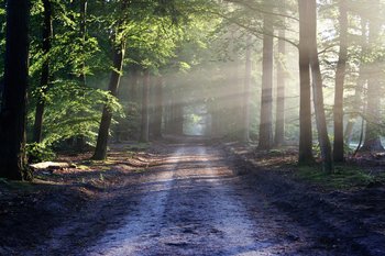 Image of a sunlit path metaphor for local chiropractors at Chiropractic Associates help you on your pathway of recovery
